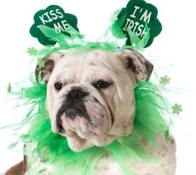 2016’s Most Popular Irish Dog Names for St. Patty’s Day