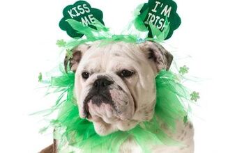 2016’s Most Popular Irish Dog Names for St. Patty’s Day