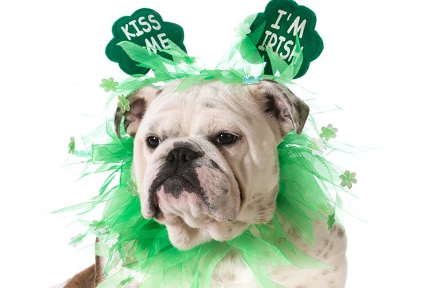 2016s most popular irish dog names for st pattys day