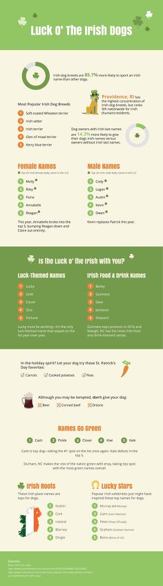 2016s most popular irish dog names for st pattys day