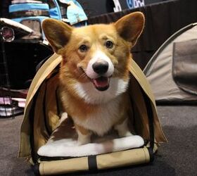 New Pet Carrier Is Just For Corgis