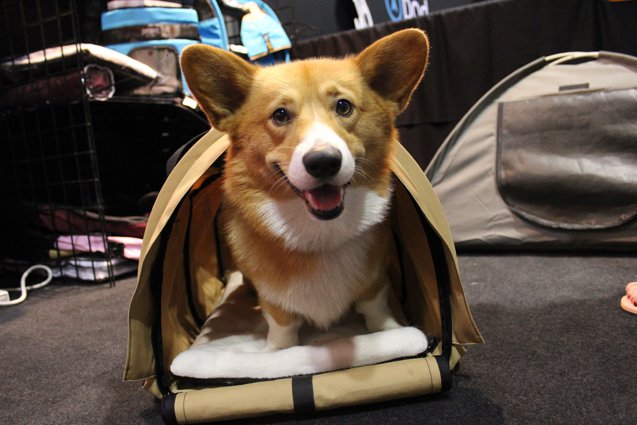new pet carrier is just for corgis