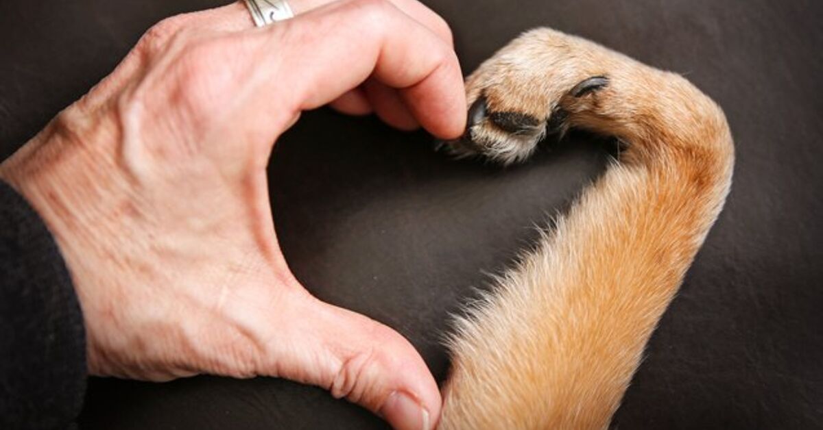 Top 5 Things NOT To Say When A Friend s Pet Dies and What You Shoul top-5-things-not-to-say-when-a-friend-s-pet-dies-and-what-you-shoul