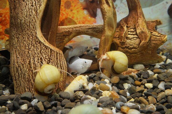 why you ll want to add mystery snails to your aquarium