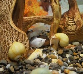 Why You’ll Want to Add Mystery Snails to Your Aquarium