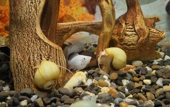 Why You’ll Want to Add Mystery Snails to Your Aquarium