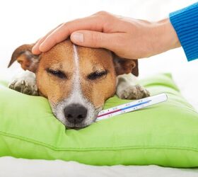 First Aid for Dogs An invaluable guide for all dog lovers 