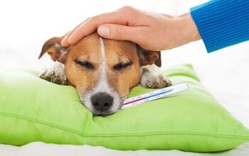 Best First Aid Books for Pet Parents