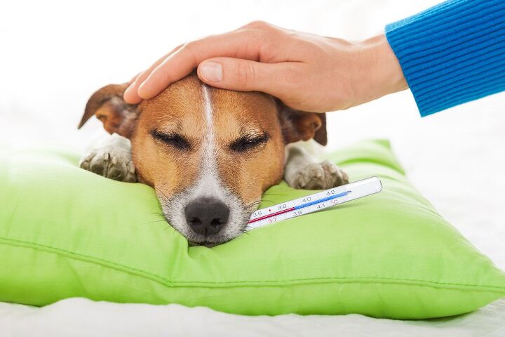 best first aid books for pet parents