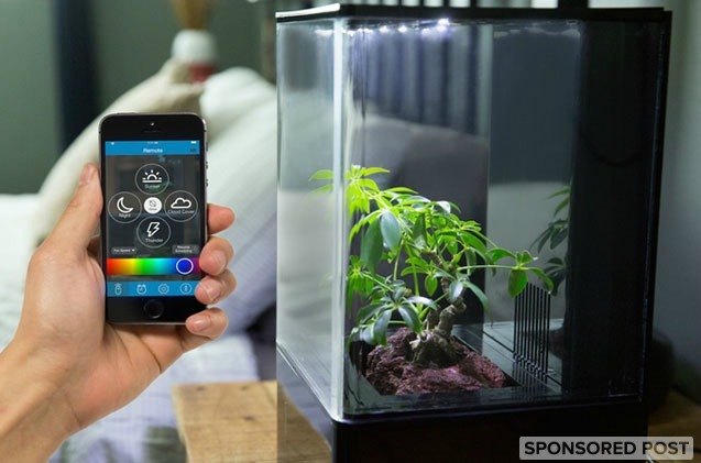 go green with ecoqube air the world 8217 s first desktop greenhouse for wellness