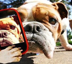Survey: Owners Are Their Pet’s Biggest Fans on Social Media