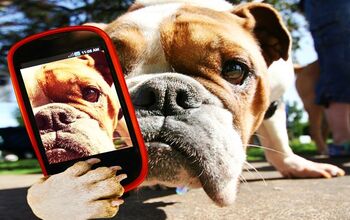 Survey: Owners Are Their Pet’s Biggest Fans on Social Media