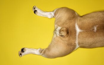Quiz: Can You Guess A Dog Breed By His Butt?