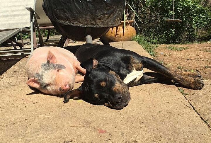 dogs say 8220 no 8221 to bacon adopt pig instead