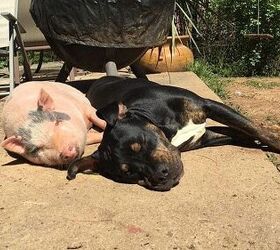 Dogs Say “No” to Bacon, Adopt Pig Instead