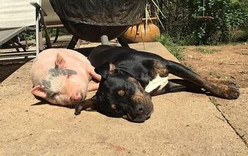 Dogs Say “No” to Bacon, Adopt Pig Instead