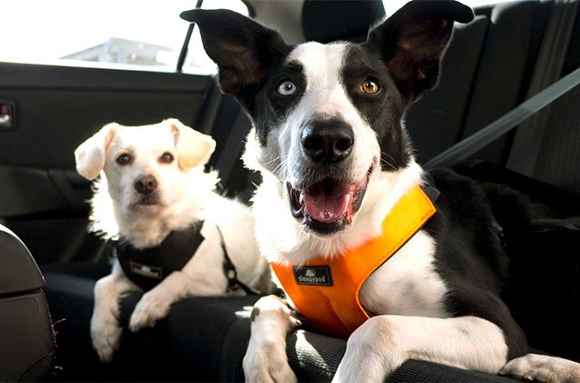 top 12 dog friendly road trip necessities