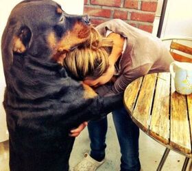 10 reasons why a dog is the only man youll ever need