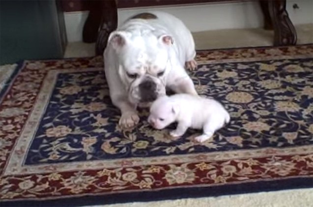 top 5 hilarious pet videos you probably missed this week 3 is our favorite