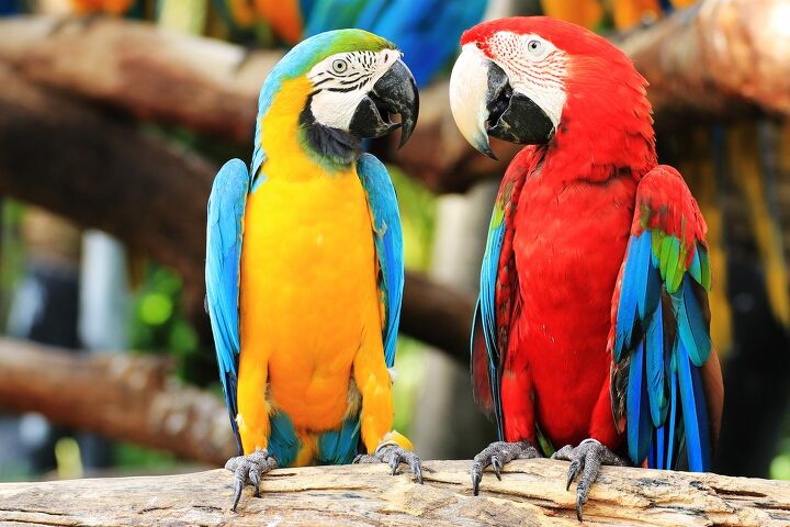 the best parrot paraphernalia you 8217 ll squawk over