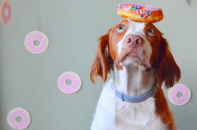 it s national donut day these 10 donut loving dogs will give you a sugar rush