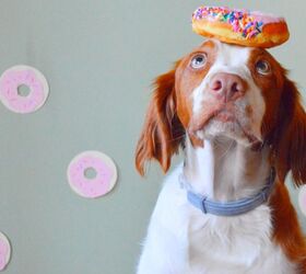 It’s National Donut Day – These 10 Donut Loving Dogs Will Give You