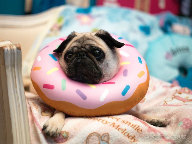 its national donut day these 10 donut loving dogs will give you