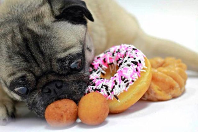 its national donut day these 10 donut loving dogs will give you