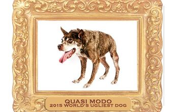 Vote for the 2016 World’s Ugliest Dog!