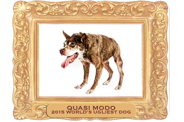 vote for the 2016 worlds ugliest dog