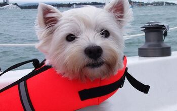 Pooch PFDs: Why Your Dog Needs a Life Jacket