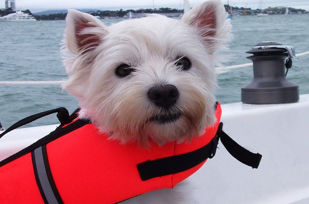 pooch pfds why your dog needs a life jacket