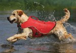 pooch pfds why your dog needs a life jacket