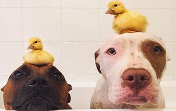 10 Dogs Wearing Ducks as Hats Because They Can