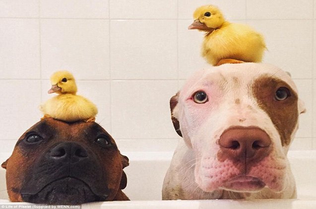 10 dogs wearing ducks as hats because they can