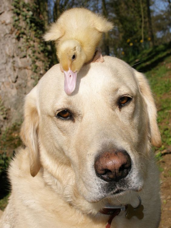 10 dogs wearing ducks as hats because they can