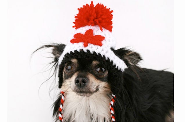10 canuck eh ssentials for canadian canines