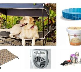 10 Hot Picks That’ll Keep Your Canine Cool PetGuide