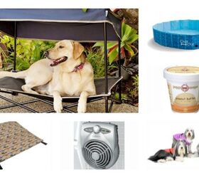 10 Hot Picks That’ll Keep Your Canine Cool