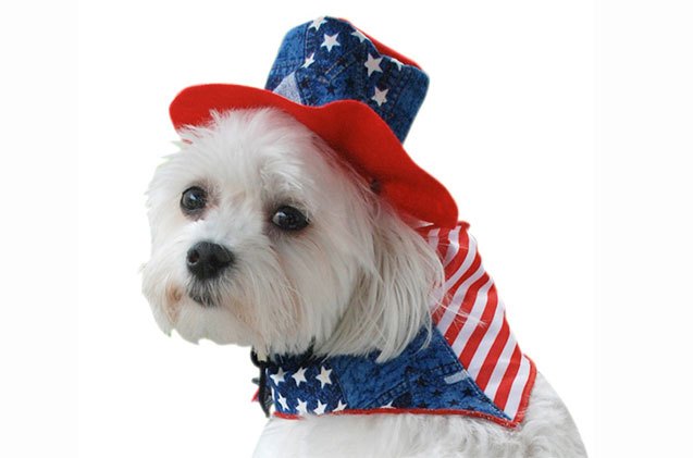 10 sassy star spangles for your patriotic dog