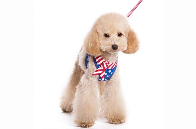 10 sassy star spangles for your patriotic dog