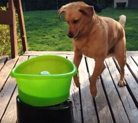 Top 5 Greatest Dog Videos of the Week – #3 is WAY Too Cute!