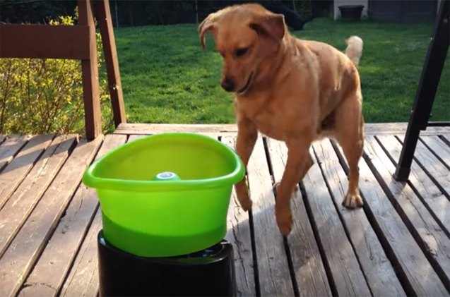 top 5 greatest dog videos of the week 3 is way too cute