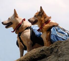 hiking hounds why hiking backpacks for dogs help lighten the load