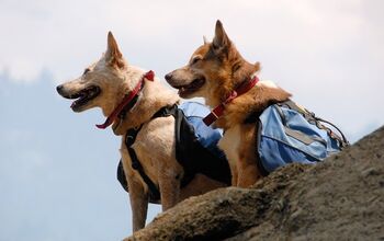 Hiking Hounds: Why Hiking Backpacks for Dogs Help Lighten the Load