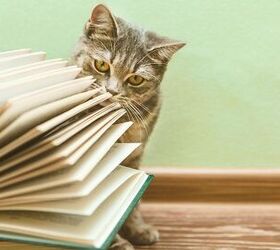 Top 10 Essential Books for New Cat Owners