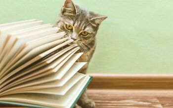 Top 10 Essential Books for New Cat Owners