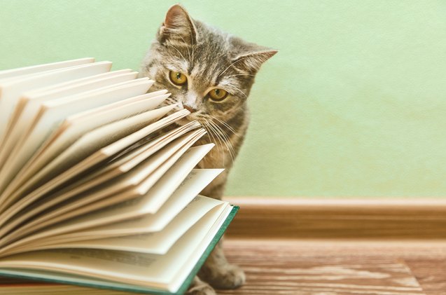 top 10 essential books for new cat owners