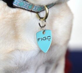 Figo’s Pet Cloud Technology:  An Innovative Way to Insure Your Pets