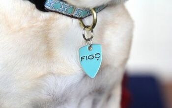 Figo’s Pet Cloud Technology:  An Innovative Way to Insure Your Pets